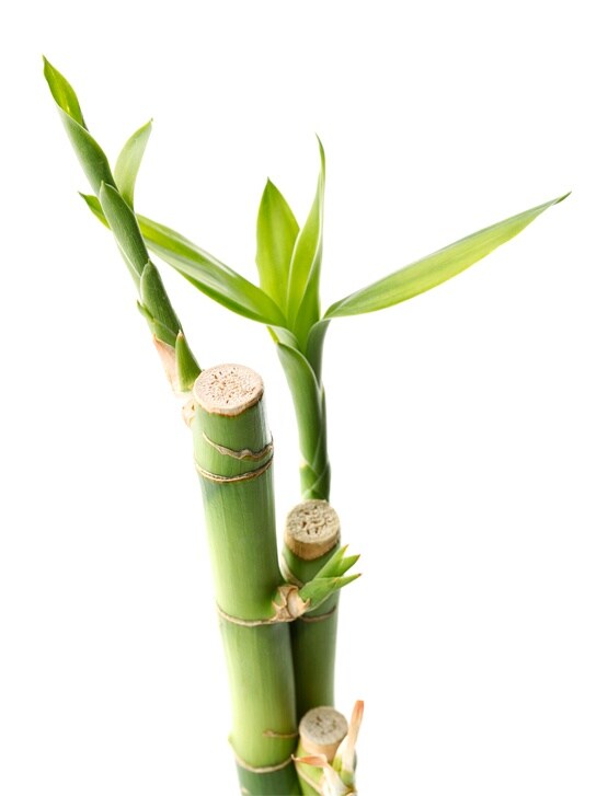 Dell EMC ML3/ML3E�Ŵ������չ - ѡ��Ŵ�������������������ɫ����